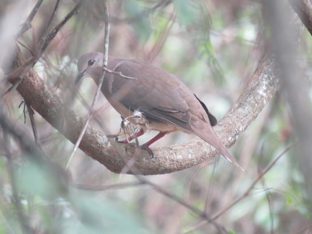 Yungas Dove (Leptotila megalura), photo 9