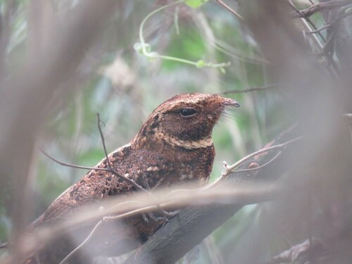 Rufous Nightjar (Antrostomus rufus), photo 7