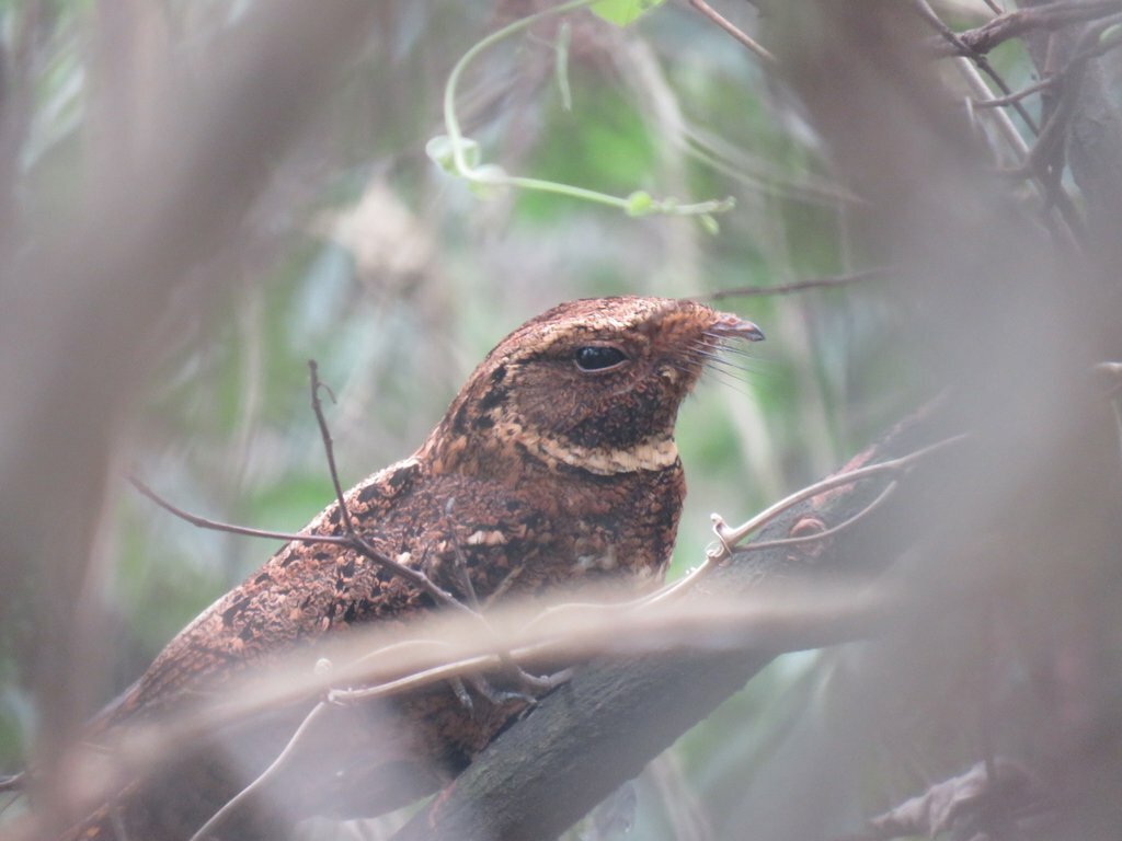 Rufous Nightjar (Antrostomus rufus), photo 7