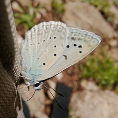 Polyommatus daphnis