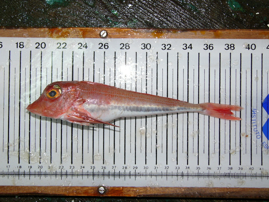 Engelse poon (Chelidonichthys cuculus) — Triglidae