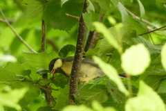 Parus major