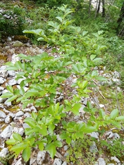 Rhamnus fallax