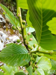 Rhamnus fallax