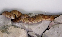 Trimorphodon paucimaculatus