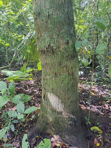 Wild cashew (Anacardium excelsum)