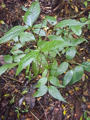 Image of Palicourea deflexa by (c) keesgroenendijk, some rights reserved (CC BY)