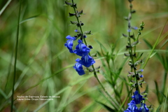 Salvia reptans