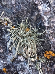 Ramalina siliquosa