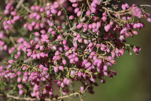 Image of Erica hirtiflora by (c) Tony Rebelo, some rights reserved (CC BY-SA)
