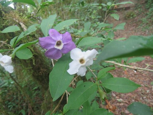 Brunfelsia plowmaniana (Brunfelsia plowmaniana)