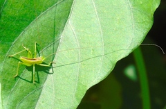 Neobarrettia sinaloae