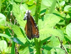 Danaus eresimus montezuma