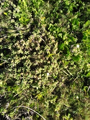 Delosperma patersoniae