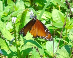 Danaus eresimus montezuma