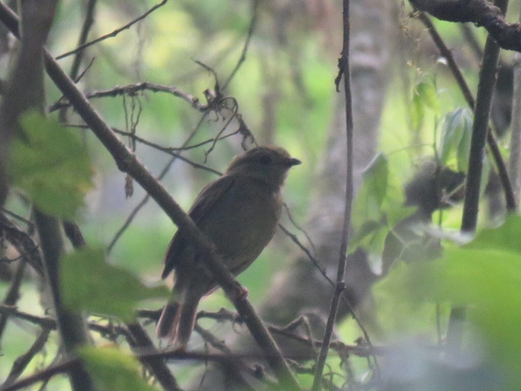 Yungas Manakin (Chiroxiphia boliviana), photo 3