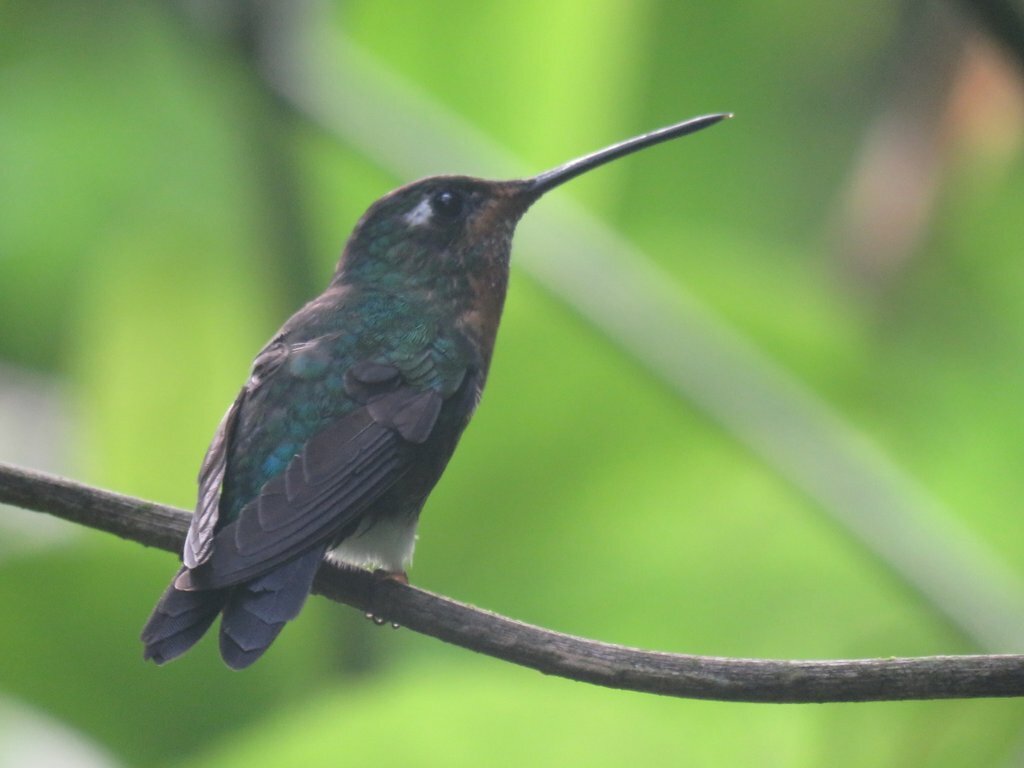 Blue-capped Puffleg (Eriocnemis glaucopoides), photo 4