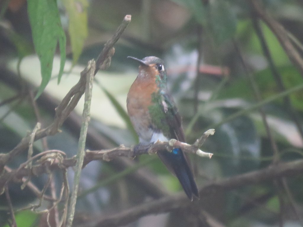 Blue-capped Puffleg (Eriocnemis glaucopoides), photo 5