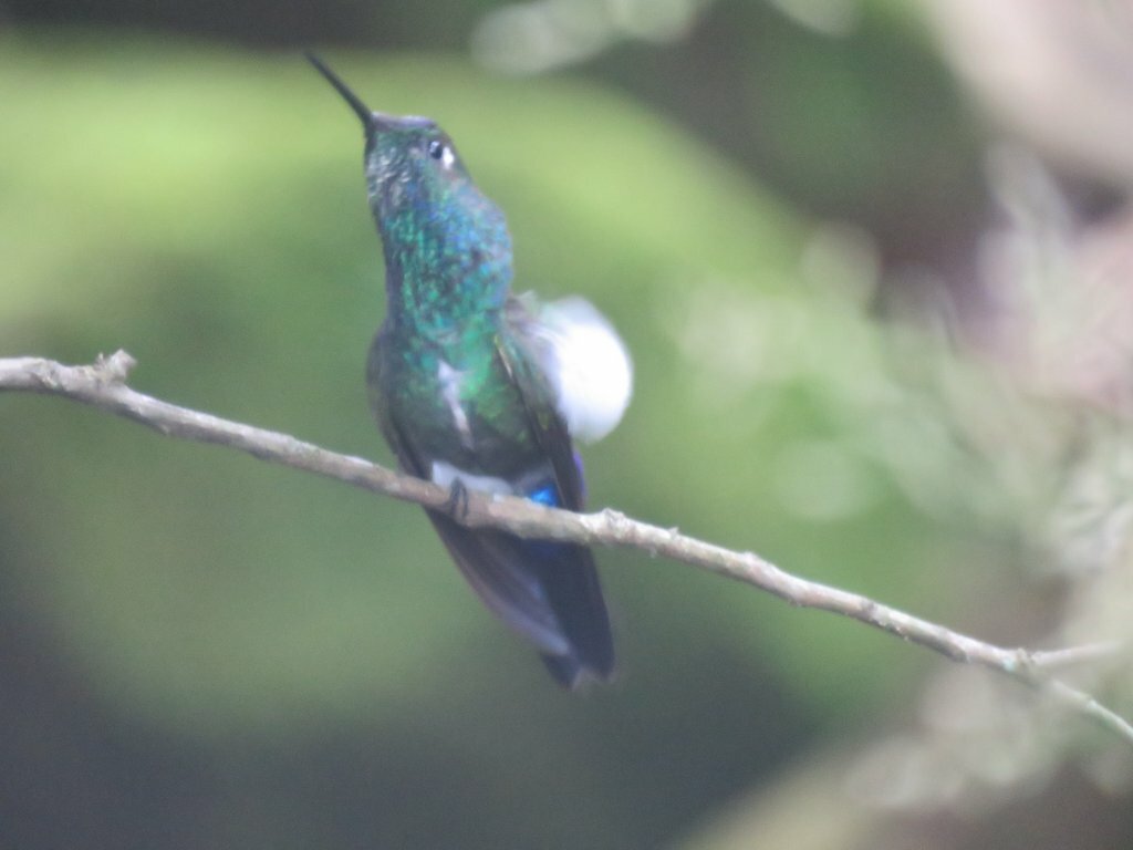 Blue-capped Puffleg (Eriocnemis glaucopoides), photo 6