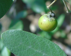 Vitex mollis