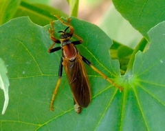 Ospriocerus tequilae