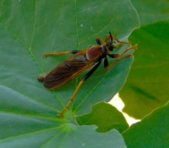 Ospriocerus tequilae