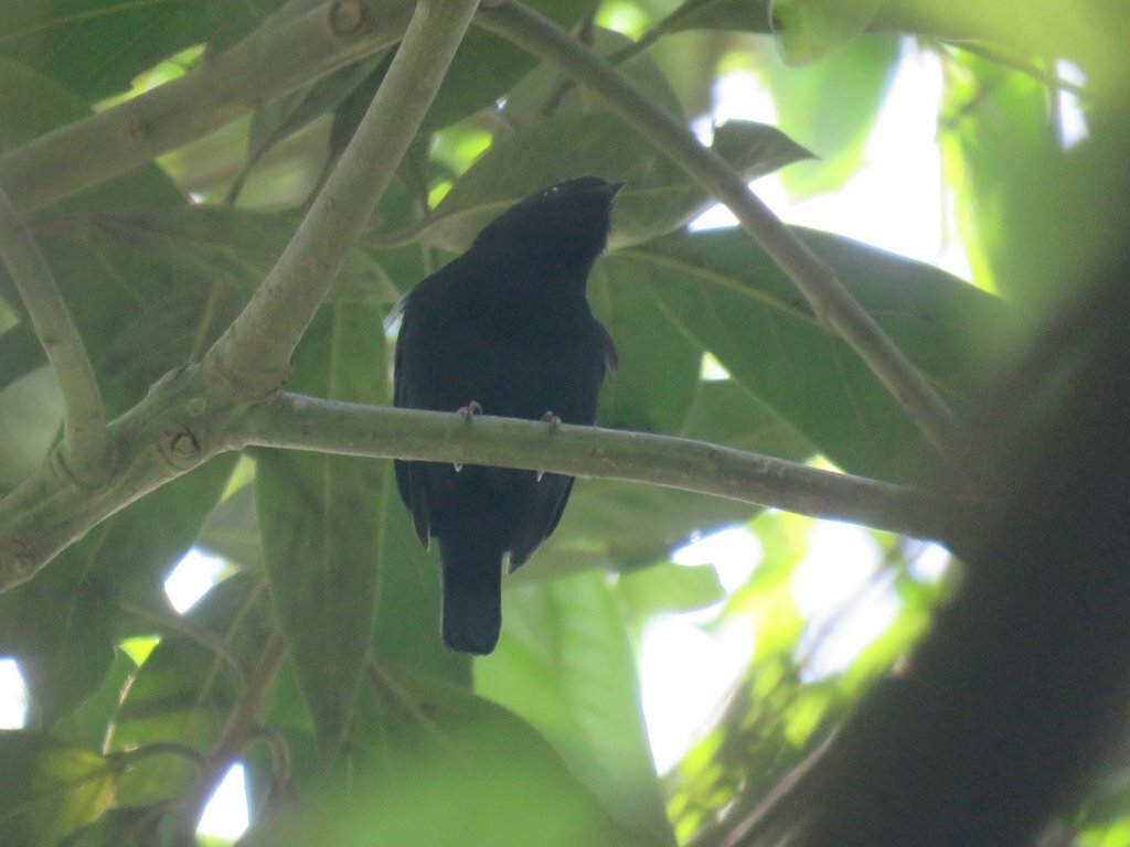 Yungas Manakin (Chiroxiphia boliviana), photo 2