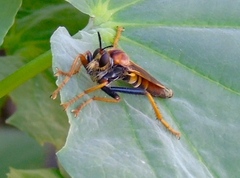 Ospriocerus tequilae