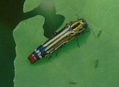Agrilus catherinae