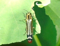 Agrilus catherinae
