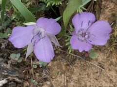 Calochortus nudus
