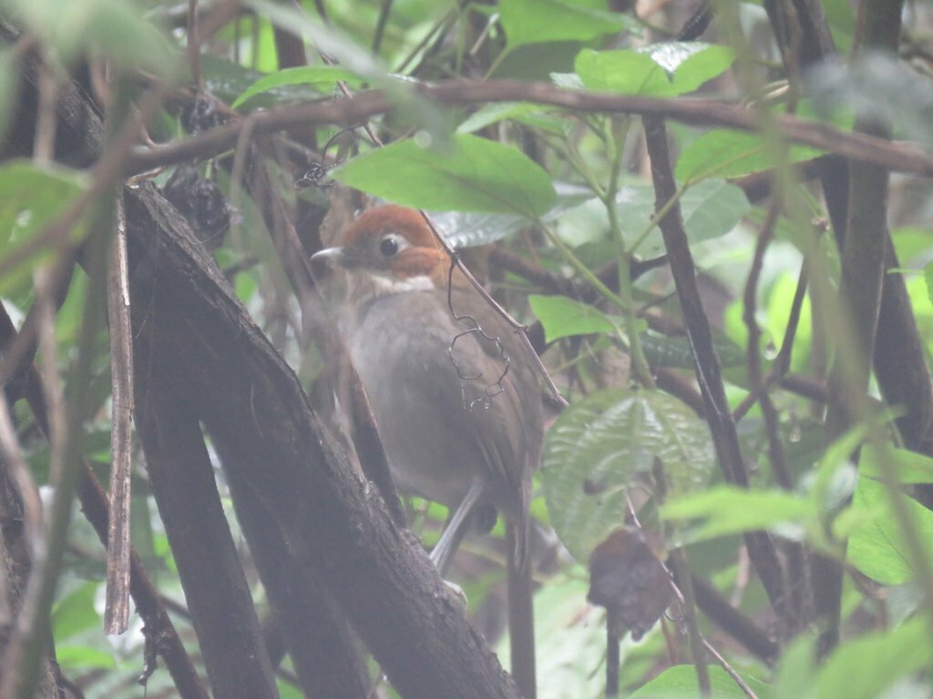 White-throated Antpitta