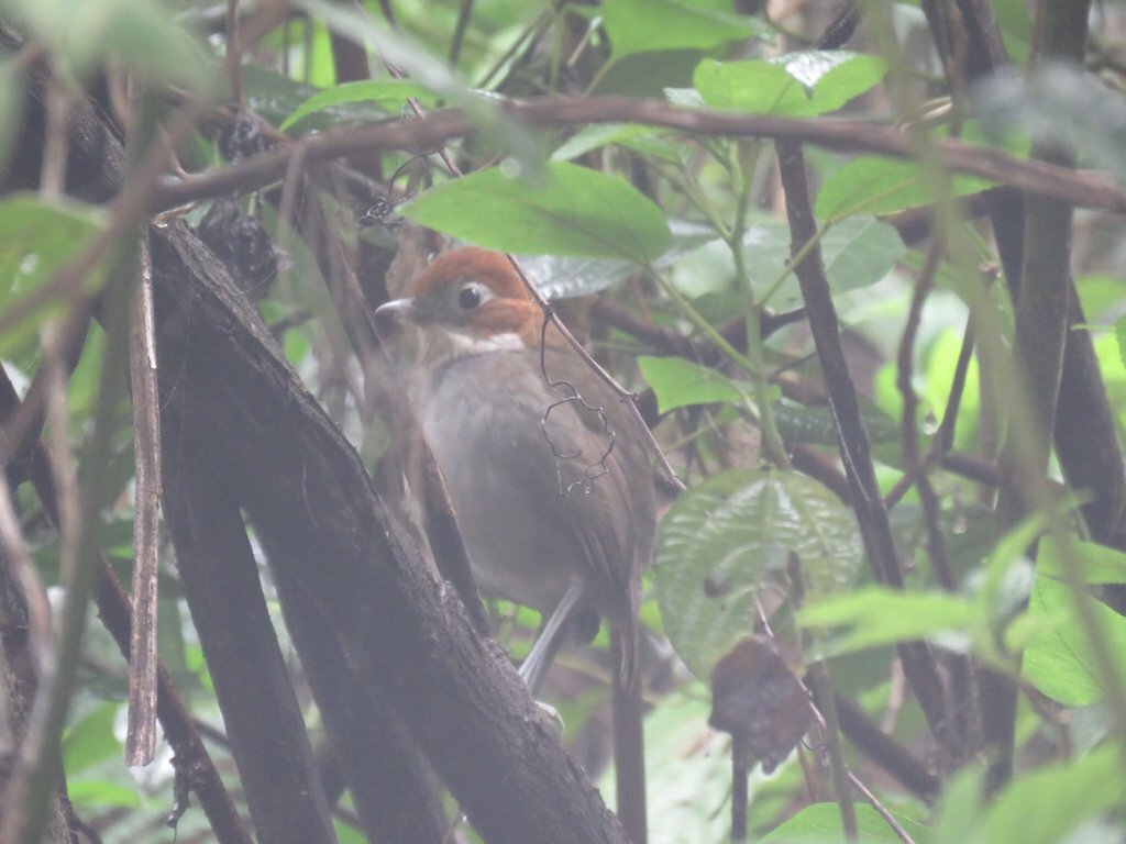 White-throated Antpitta (Grallaria albigula), photo 2
