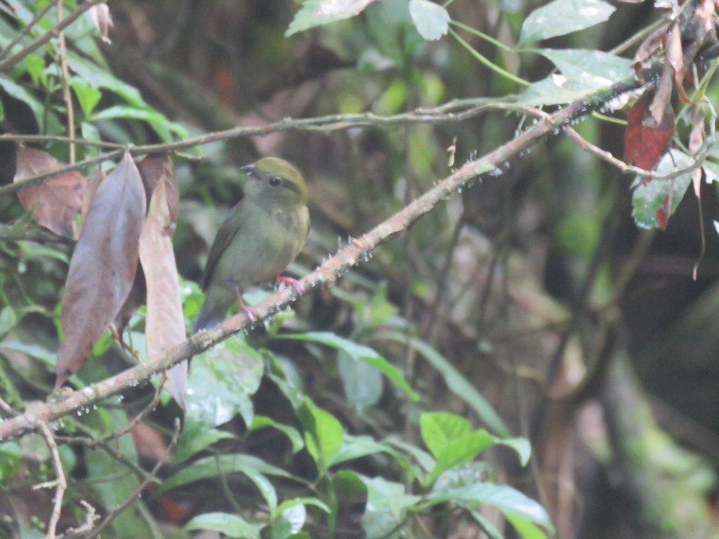 Yungas Manakin (Chiroxiphia boliviana), photo 10