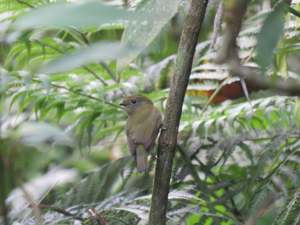 Yungas Manakin (Chiroxiphia boliviana), photo 9
