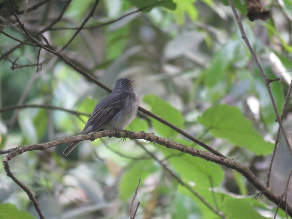 Slaty Elaenia (Elaenia strepera), photo 5