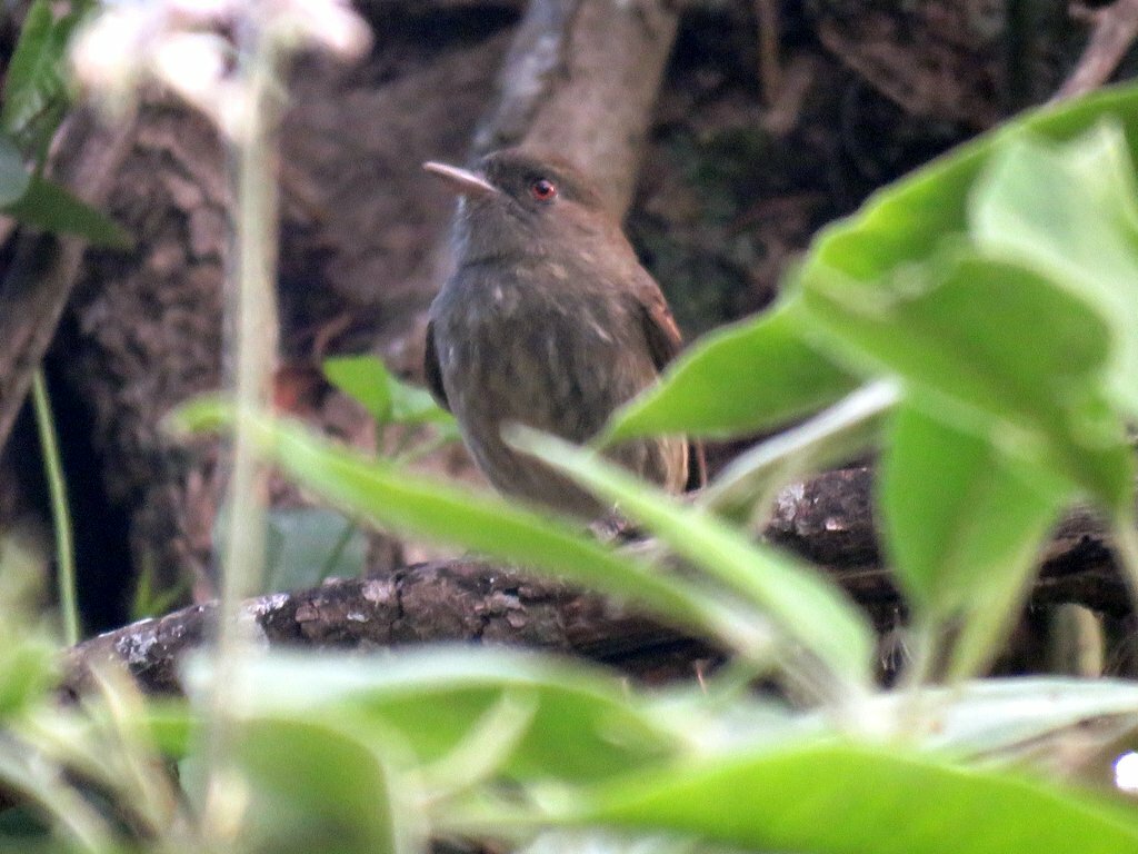 Plumbeous Tyrant (Knipolegus cabanisi), photo 8