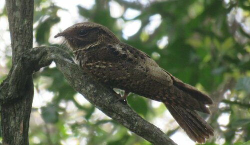 Rufous Nightjar (Antrostomus rufus), photo 9