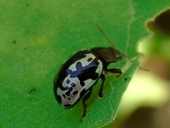 Calligrapha intermedia
