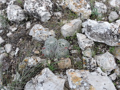 Mammillaria perbella