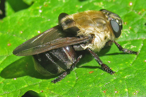 Sheep Bot Fly (NPS National Capital Region True Flies) · iNaturalist