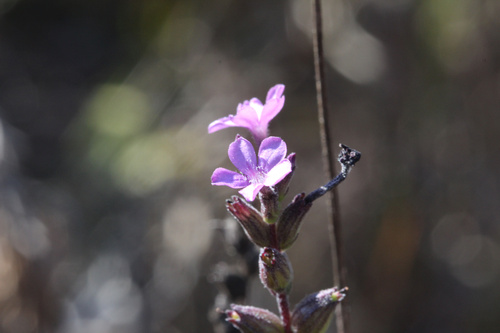 Buchnera floridana (Buchnera floridana)