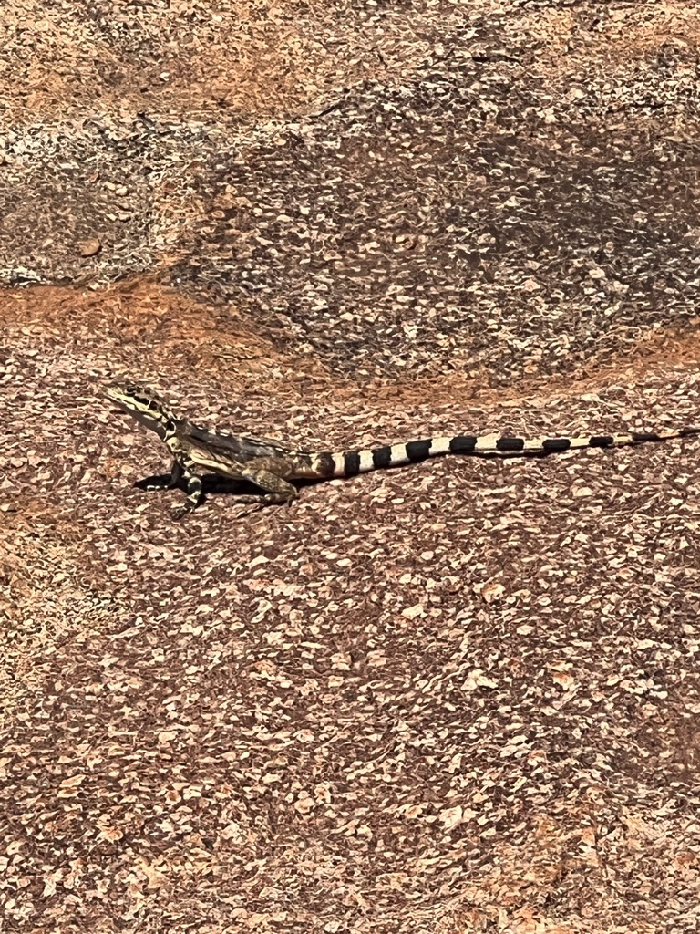 Ornate Crevice-dragon