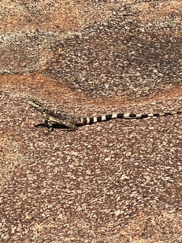 Ornate Crevice-dragon