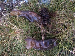 Scyliorhinus stellaris