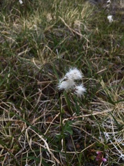 Eriophorum scheuchzeri