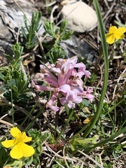 Daphne striata