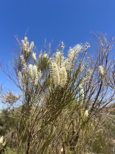 Desert Grevillea (Grevillea pterosperma)