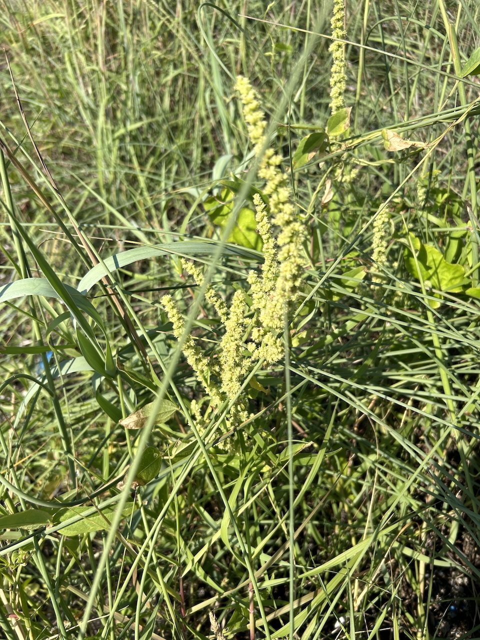 Imagem de Carrapicho-de-carneiro