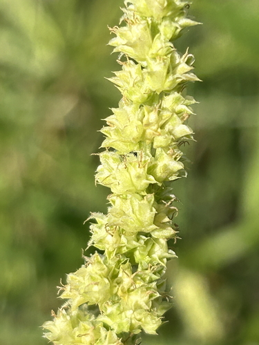 Foto de Carrapicho-de-carneiro
